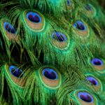 Peacock feathers