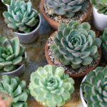 Succulent plants